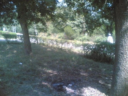 Pakistan Forest - grass, trees, road, sun