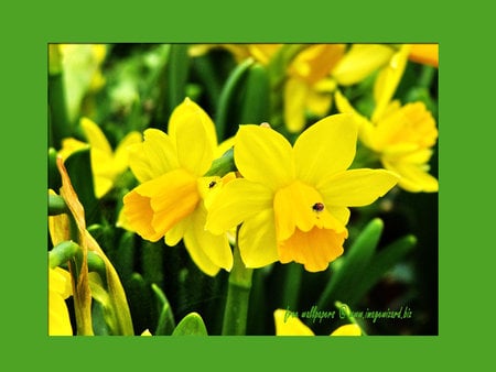 Yellow for Yellow Forever - nature, art photo, lady bug, nice, yellow flowers