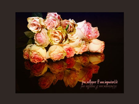 pink roses bouquet - art photo, nice, bouquet, pink roses, nature