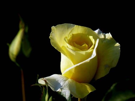 Yellow rose - delicate, bloom, petals, rosebud, rose, flower