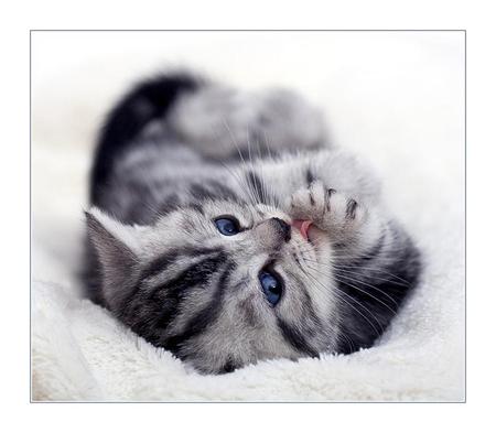 Cuddly cute - animal, cute, cat, cuddly, stripes, fur, feline, tongue, blue eyes, gray