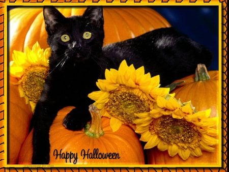 beautiful halloween cat - black, sunflowers, pumpkins, cats, halloween, cat, animals