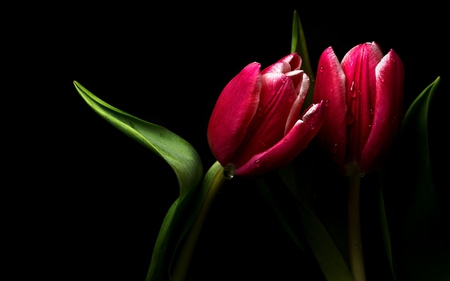 Simply Beautiful - beauty, tears, buds, red tulips, photography, tulips, black, pretty, drops, love, water drops, blooms, lovely, nature, red, beautiful, tulip, flowers, colors, flower