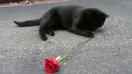 Black as Midnight - Red as Blood - black, fur, feline, ears, red, rose, whiskers, cat