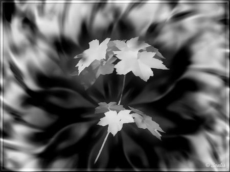 LEAF - black, white, picture, leaf