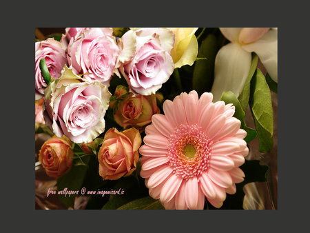 beautiful flowers for nine55rose - art photo, nature, pink flowers, beautiful