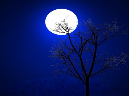 HARVEST MOON NIGHT - moon, blue, night, tree, sky