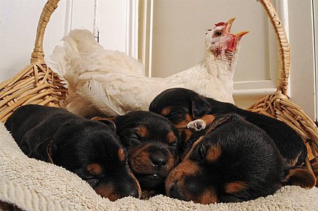 Time To Wake Up - basket, hen, rug, chicken, dogs, puppies, asleep