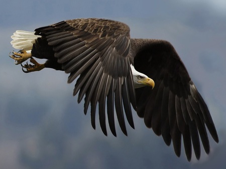 Raptor - talons, bird, eyes, eagle, flight, wings, beak, feathers, sky