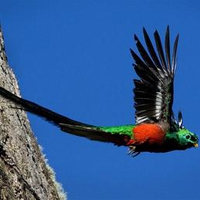 Resplendent Quetzal