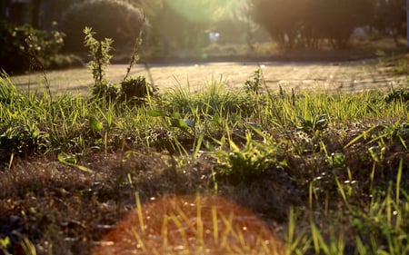 sunny - ground, grass, sun, hot