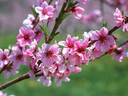 Spring branch - flower, pink, branch