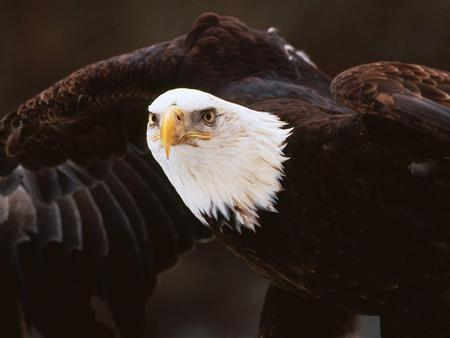 American Bald Eagle - eagle, animals, birds, beautiful