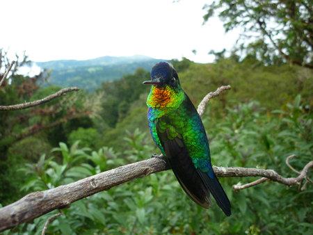 Colibri - rain forest, animals, beautiful, plumage, bird