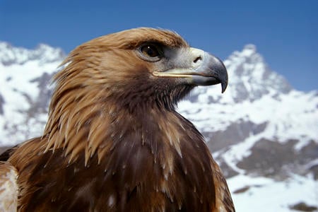 Beautiful Bird - profile, beautiful, mpuntains, eagles, animals