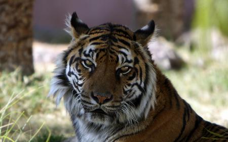 Sumatran Tiger - close up, animals, cats, beautiful, tiger