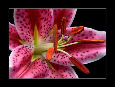 TIGER LILLY - lilly, flower, nature, pink