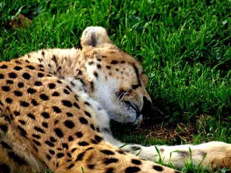 SLEEPING CHEEATAH - animal, beauty, sleep, wild