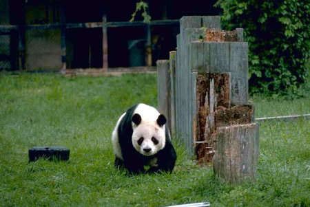 LEO ON THE PROWL - chubby, leo, panda, cute, adorable