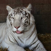 White Tiger