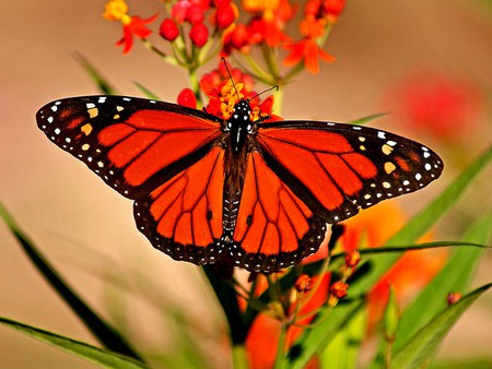 Red Butterfly - picture, butterfly, red, beautiful