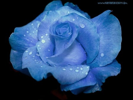 blue rose - flowers, rose, beauty, nature