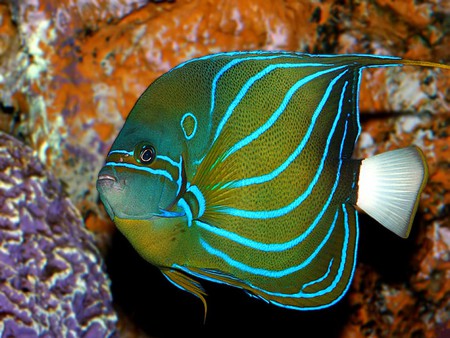 Beautiful Fish - fish, picture, cool, beautiful