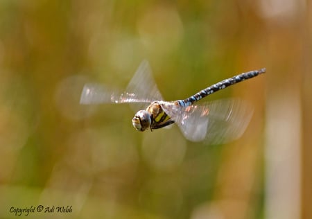 Common hawker - reservoir, acid pools, ponds, common hawker, water, dragonfly