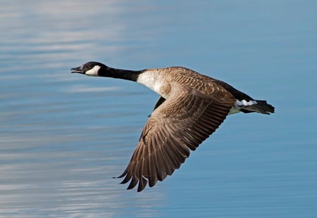 Canada goose ~ Anser anser - canada goose, webbed, river valleys, parks, lowland areas, webbed foot, geese, webbed feet, nature reserves, portrait, domestic goose, bill, adi7r, anser anser, rspb, grassy fields, adi webb