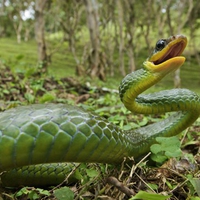 snake of Andes