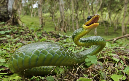 snake of Andes - selva, snakes, animals, green