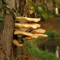 Tree Fungus