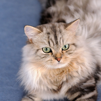 Cat for Kate