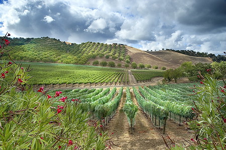 Vinyard - hills, trees, cool, green, grapes, flowers, wine, vinyard