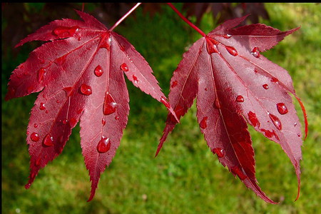 Canadian Leaf - canadian, autumn, water, leaf, fall, cool, maple, red, green, drops