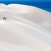 Camel In White Sand