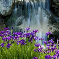 Waterfall Iris