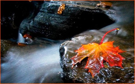 Autumn Leaf - autumn, photography, rain, water, winter, leaf, nature, beautiful, red, orange, rock