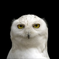 White Snow Owl