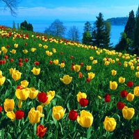 tulips field