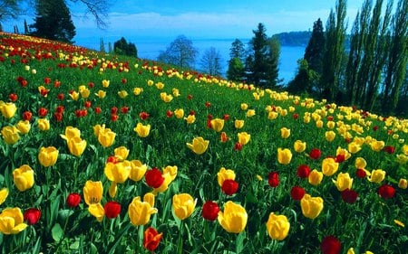 tulips field - lake, tulips, wallpaper, field, nature, art photo, flowers, pine trees, new