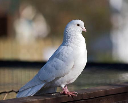 Dove - bird, white, animal, dove