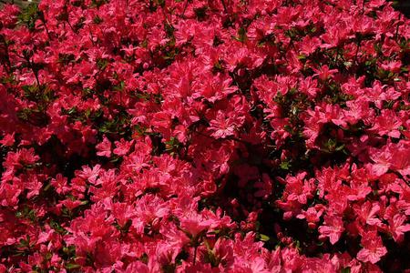 Flowers - flowers, leaves, pink, nature