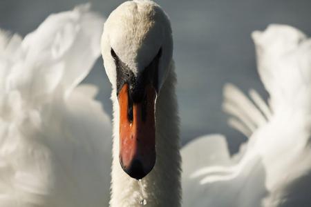 Swan - closeup, animal, swan, bird