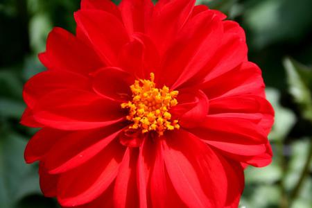 Flower - red, leaves, flower, nature