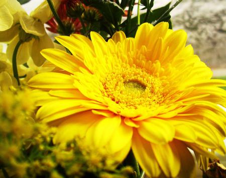 Flower - flower, yellow, nature, daisy