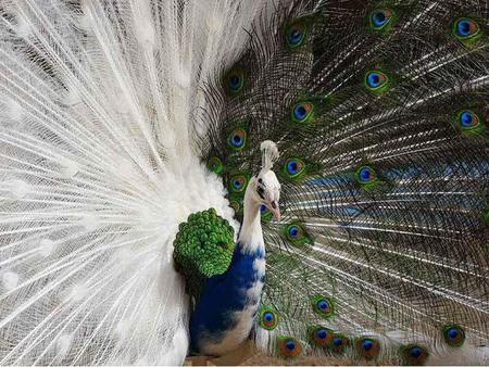 Peacock - animal, peacock, feathers, bird