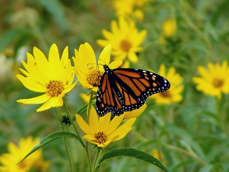 King Of The Insect World - butterfly, black, caterpiller, orange