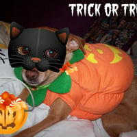 Trick or Treat