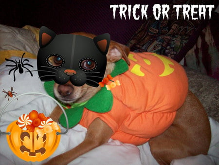 Trick or Treat - trick or treat, costume, halloween, dog, pumpkin